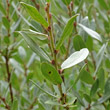 Blätterfoto Salix repens