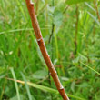 Stängel-/Stammfoto Salix repens