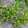 Habitusfoto Salix retusa