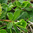 Blätterfoto Salix retusa