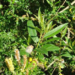 Portraitfoto Salix triandra