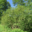 Habitusfoto Salix triandra