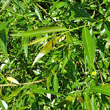 Blätterfoto Salix triandra