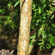 Stängel-/Stammfoto Salix triandra