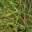 Blätterfoto Salix viminalis