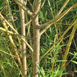 Stängel-/Stammfoto Salix viminalis
