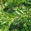 Portraitfoto Salix waldsteiniana