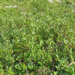 Habitusfoto Salix waldsteiniana