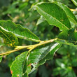 Blätterfoto Salix waldsteiniana