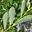 Foto von Besonderheit Salix waldsteiniana