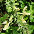 Blütenfoto Salvia glutinosa