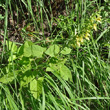 Habitusfoto Salvia glutinosa