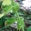 Foto von Besonderheit Salvia glutinosa