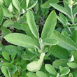 Blätterfoto Salvia officinalis