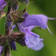 Blütenfoto Salvia pratensis