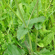 Stängel-/Stammfoto Salvia pratensis