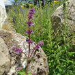Habitusfoto Salvia verticillata
