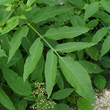 Blätterfoto Sambucus ebulus