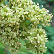 Blütenfoto Sambucus racemosa