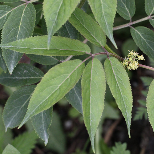 Blätterfoto Sambucus racemosa
