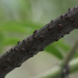 Stängel-/Stammfoto Sambucus racemosa
