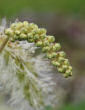 Blütenfoto Sanguisorba dodecandra