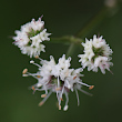 Blütenfoto Sanicula europaea