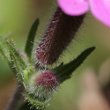 Blütenfoto Saponaria ocymoides