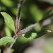 Blätterfoto Saponaria ocymoides