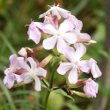 Blütenfoto Saponaria officinalis