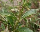 Blätterfoto Saponaria officinalis