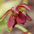 Blütenfoto Sarracenia purpurea