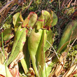 Blätterfoto Sarracenia purpurea