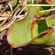 Foto von Besonderheit Sarracenia purpurea