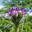 Blütenfoto Saussurea alpina