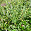 Blätterfoto Saussurea alpina