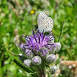 Foto von Besonderheit Saussurea alpina
