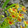 Blütenfoto Saxifraga aizoides