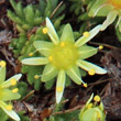 Blütenfoto Saxifraga aphylla