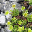 Habitusfoto Saxifraga aphylla