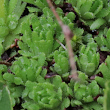 Blätterfoto Saxifraga aphylla