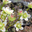 Blütenfoto Saxifraga aspera