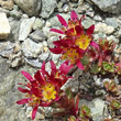 Blütenfoto Saxifraga biflora