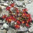 Habitusfoto Saxifraga biflora