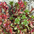 Blätterfoto Saxifraga biflora