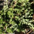 Blätterfoto Saxifraga bryoides
