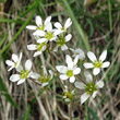 Blütenfoto Saxifraga bulbifera