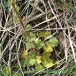 Blätterfoto Saxifraga bulbifera