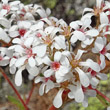 Blütenfoto Saxifraga cotyledon