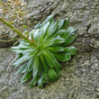 Blätterfoto Saxifraga cotyledon